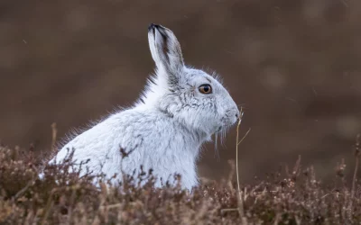 Schneehase Nahrung: Was frisst er wirklich?