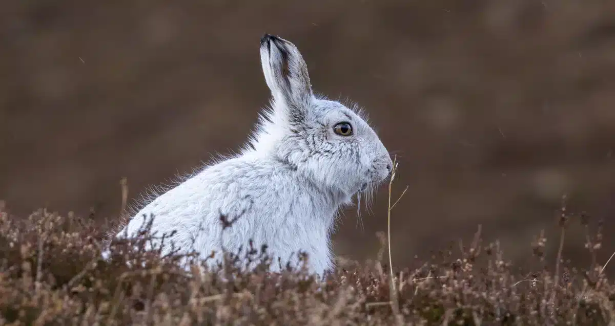 Schneehase Nahrung - Wildtiere in Europa Schneehase Nahrung - Wildtiere in Europa