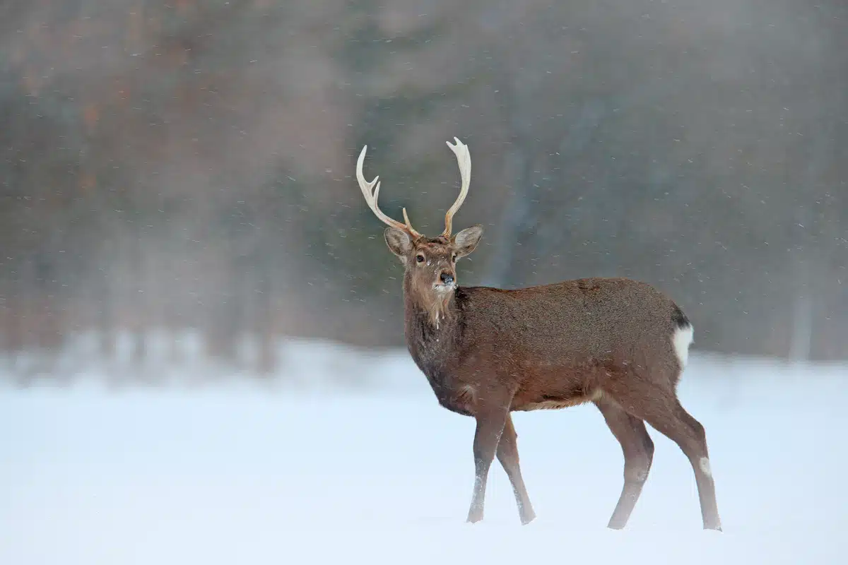 Sikawild in Deutschland - Wildtiere in Europa