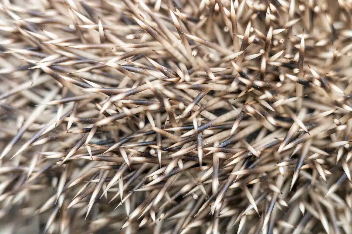 Stachel Igel - Wildtiere in Europa