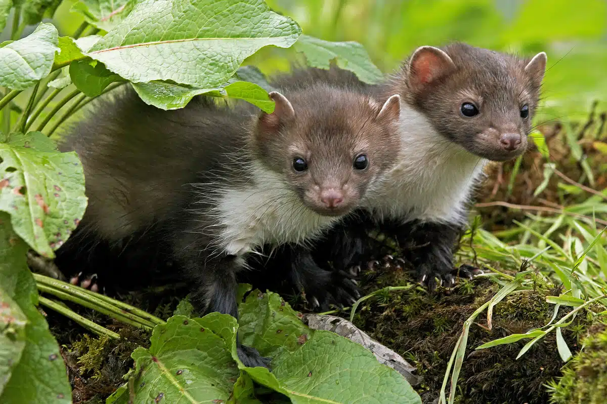 Steinmarder Babys - Wildtiere in Europa