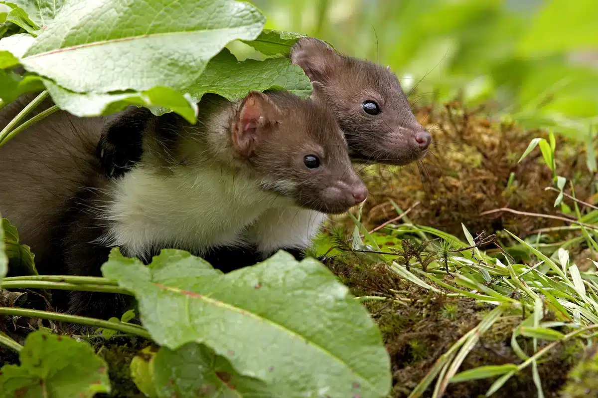 Steinmarder Babys schauen neugierig - Wildtiere in Europa (1)