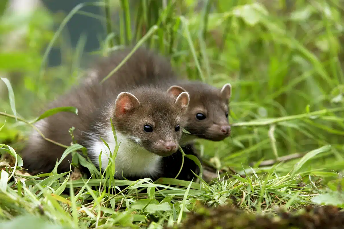 Steinmarder Babys schauen neugierig - Wildtiere in Europa (2)