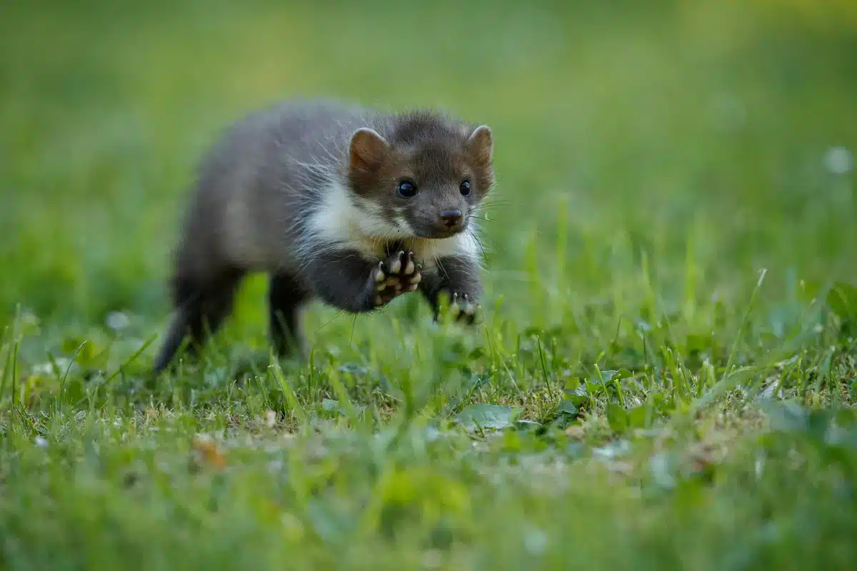 Steinmarder Besonderheiten - Wildtiere in Europa Steinmarder Besonderheiten - Wildtiere in Europa