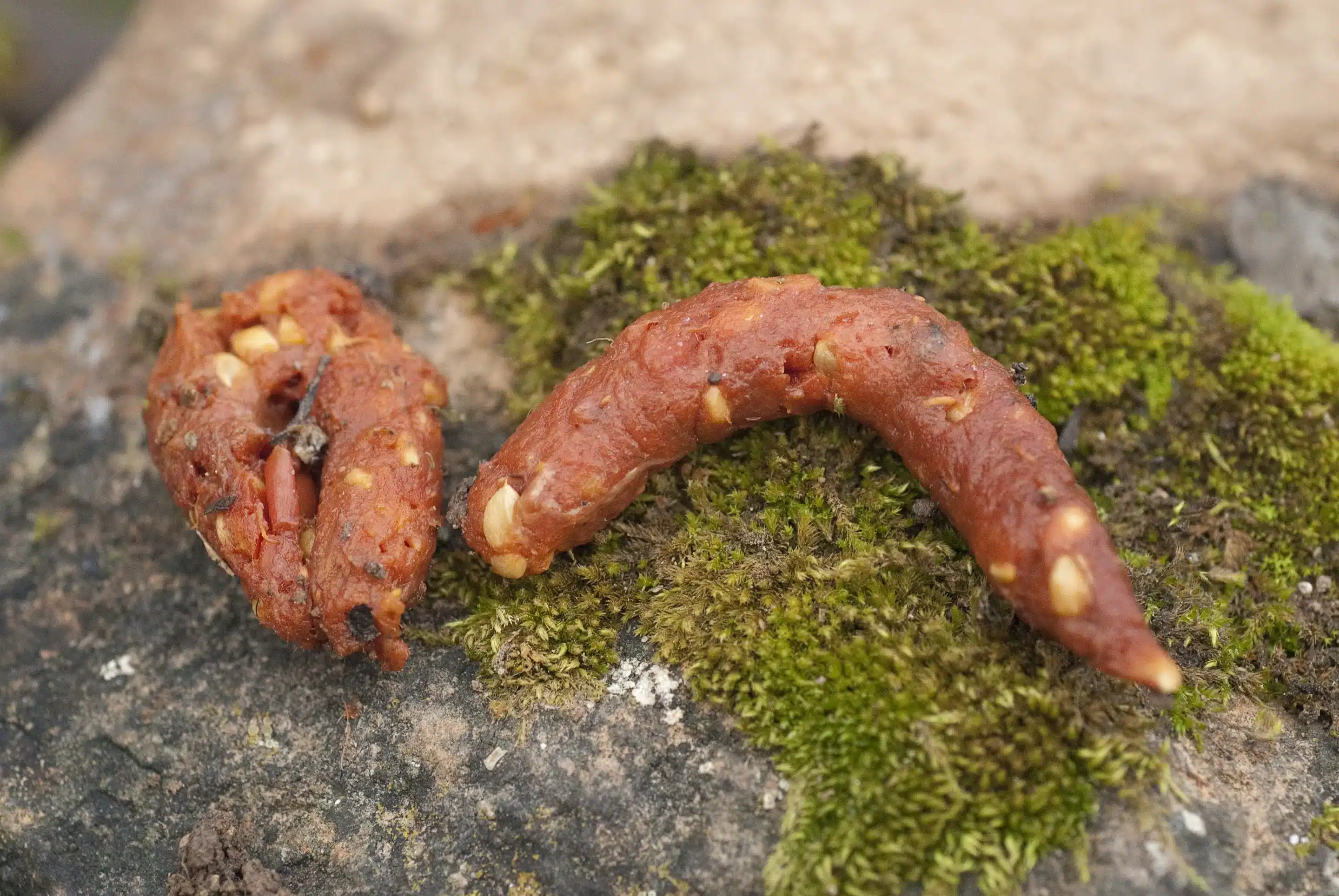 Steinmarder Losung - Wildtiere in Europa