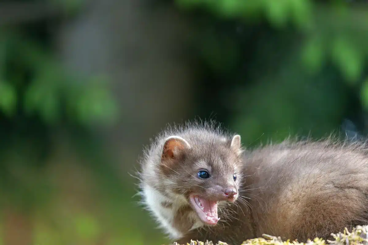 Steinmarder gefährlich - Wildtiere in Europa