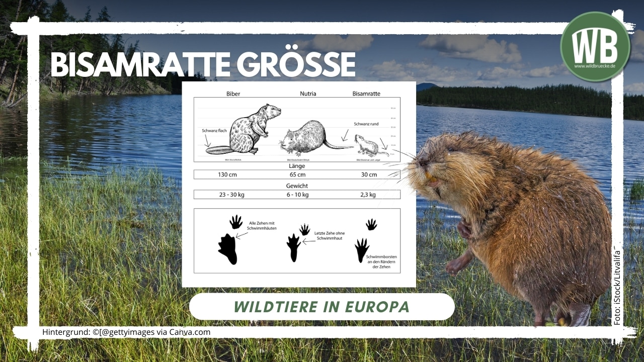 Teaserbild Bisamratte Größe - Wildtiere in Europa