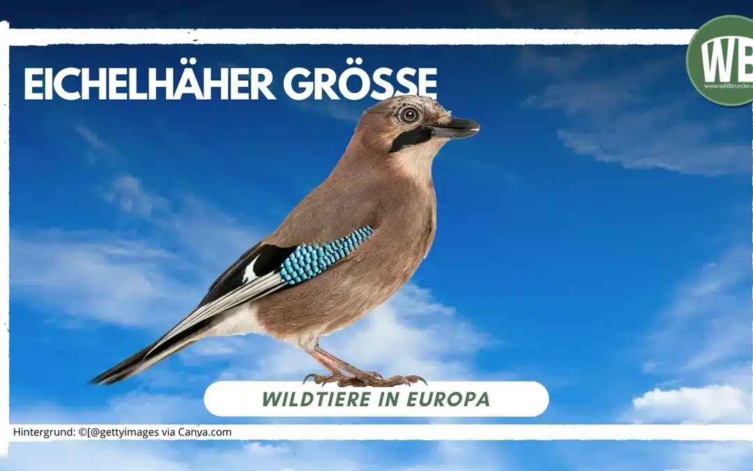 Eichelhäher Größe – beeindruckende Maße eines Waldvogels