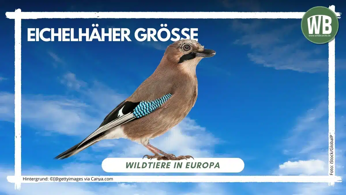 Teaserbild Eichelhäher Größe - Wildtiere in Europa Teaserbild Eichelhäher Größe - Wildtiere in Europa