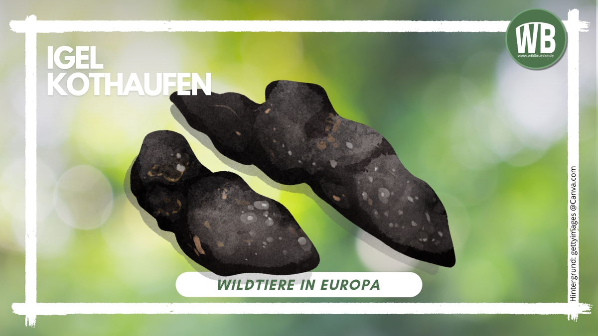 Teaserbild Igel Kothaufen - Wildtiere in Europa