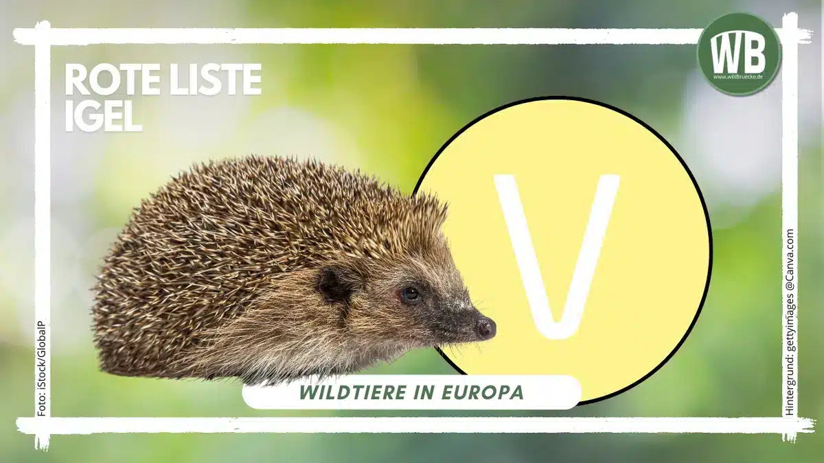 Teaserbild Igel Rote Liste - Wildtiere in Europa Igel Rote Liste - Wildtiere in Europa