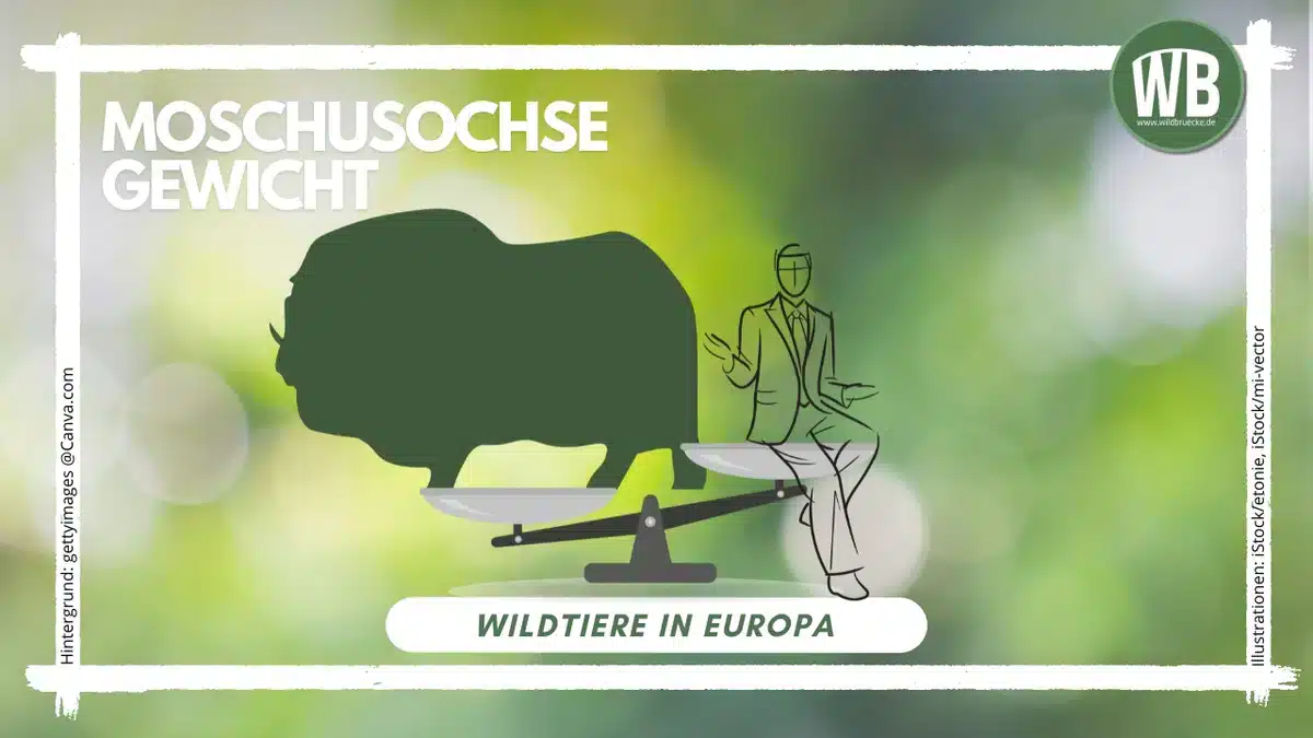 Teaserbild Moschusochse Gewicht - Wildtiere in Europa
