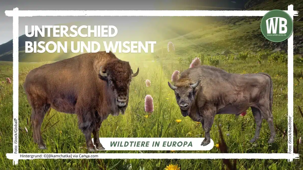 Teaserbild Unterschied Bison und Wisent - Wildtiere in Europa Teaserbild Unterschied Bison und Wisent - Wildtiere in Europa