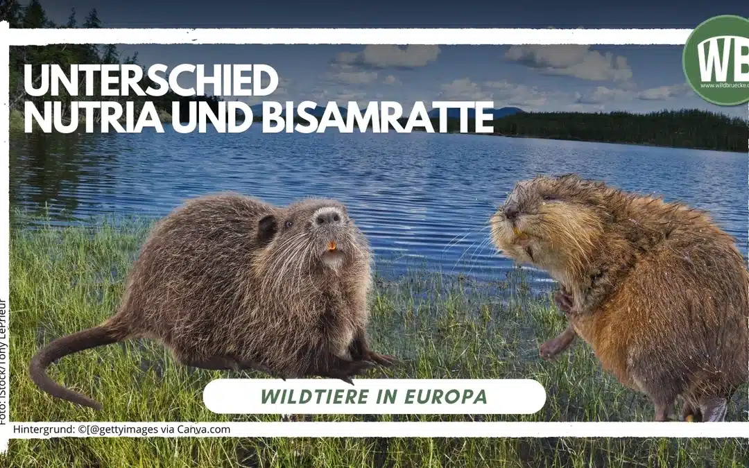 Bisamratte und Nutria – Unterschied erkennen leicht gemacht