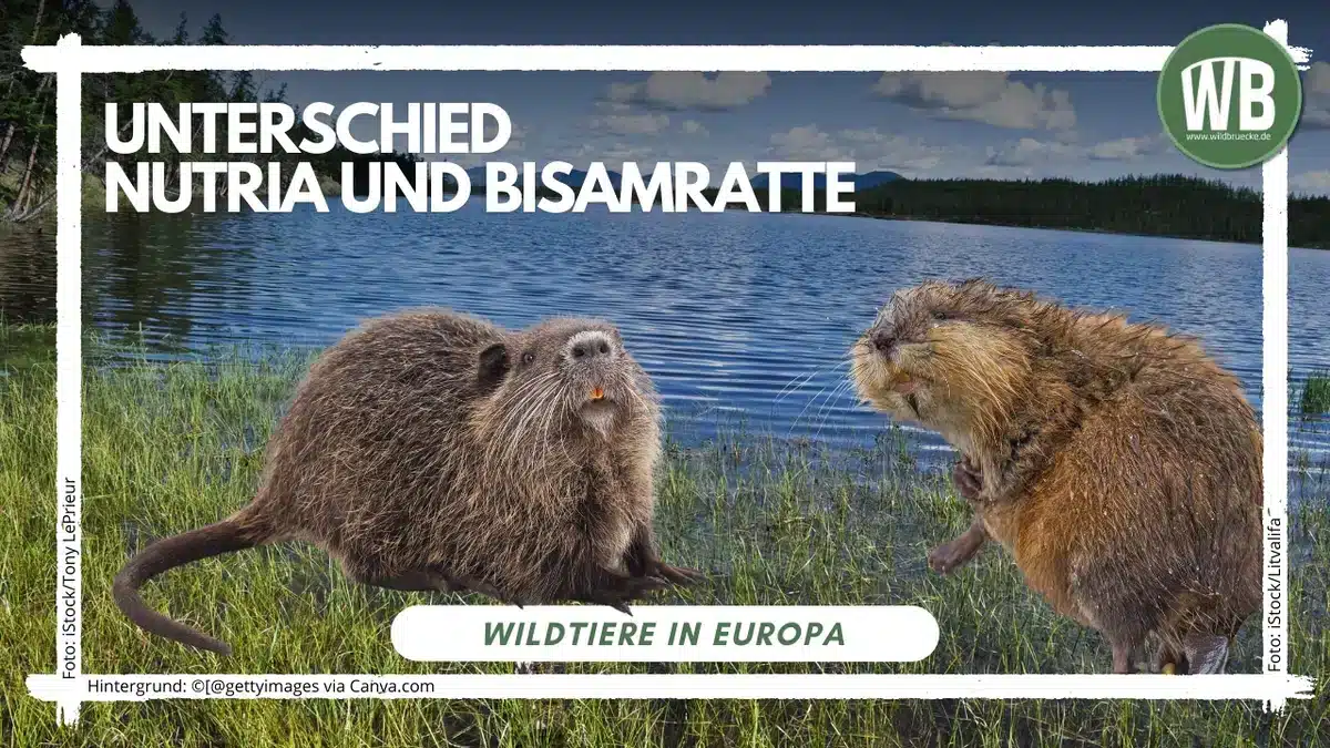 Teaserbild Unterschied Nutria und Bisamratte - Wildtiere in Europa Teaserbild Unterschied Nutria und Bisamratte - Wildtiere in Europa