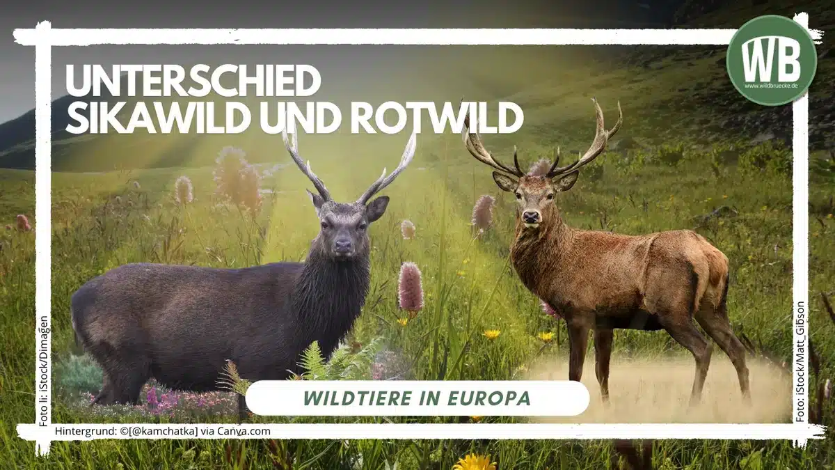 Teaserbild Unterschied Sikawild und Rotwild - Wildtiere in Europa Teaserbild Unterschied Sikawild und Rotwild - Wildtiere in Europa