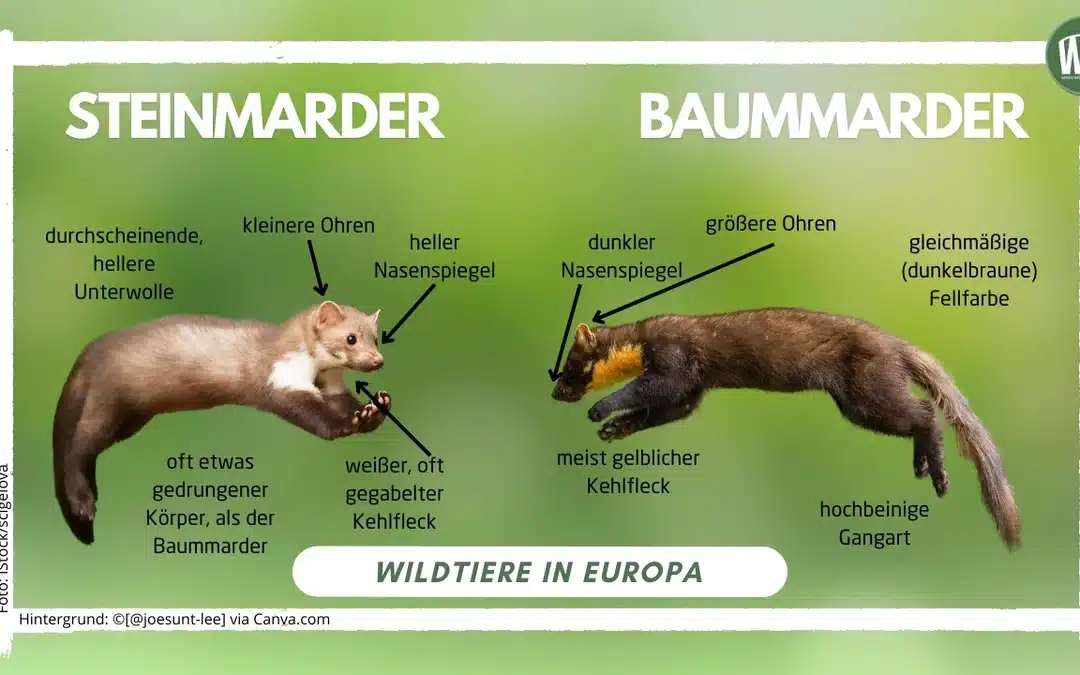 Unterschied Baummarder und Steinmarder – Ein umfassender Vergleich