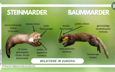 Unterschied Baummarder und Steinmarder – Ein umfassender Vergleich