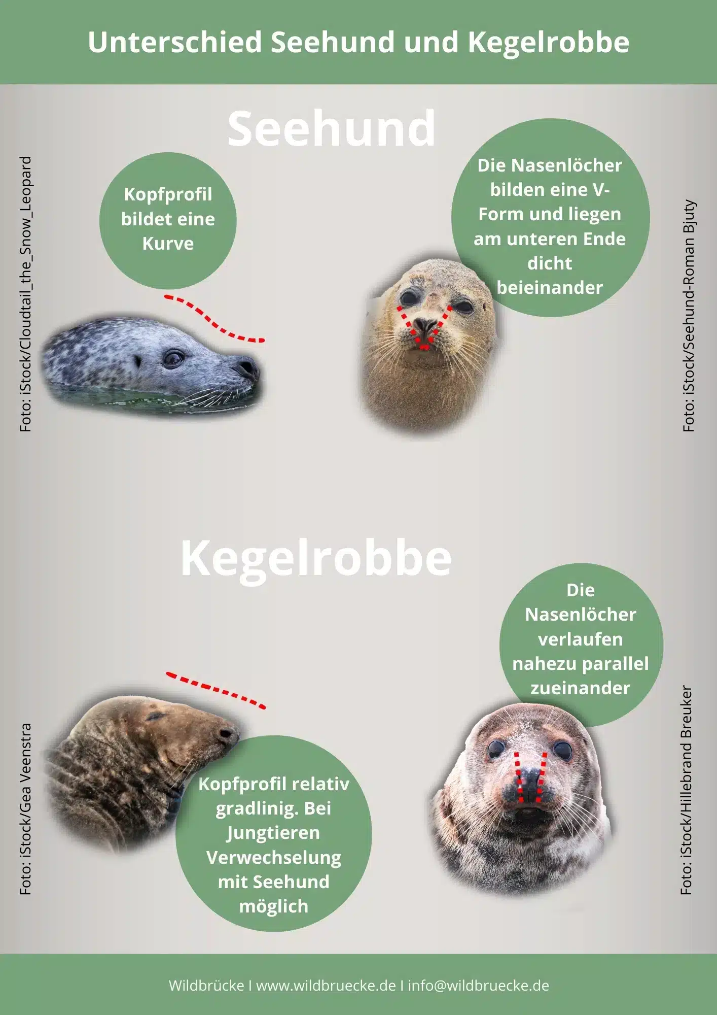 Unterschied Seehund und Kegelrobbe-Wildtiere in Europa