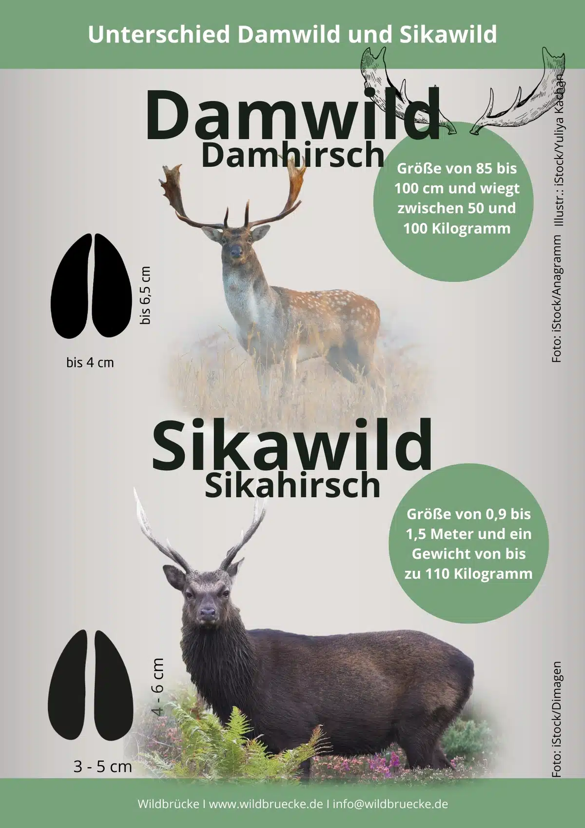 Unterschied Sikawild und Damwild - Wildtiere in Europa