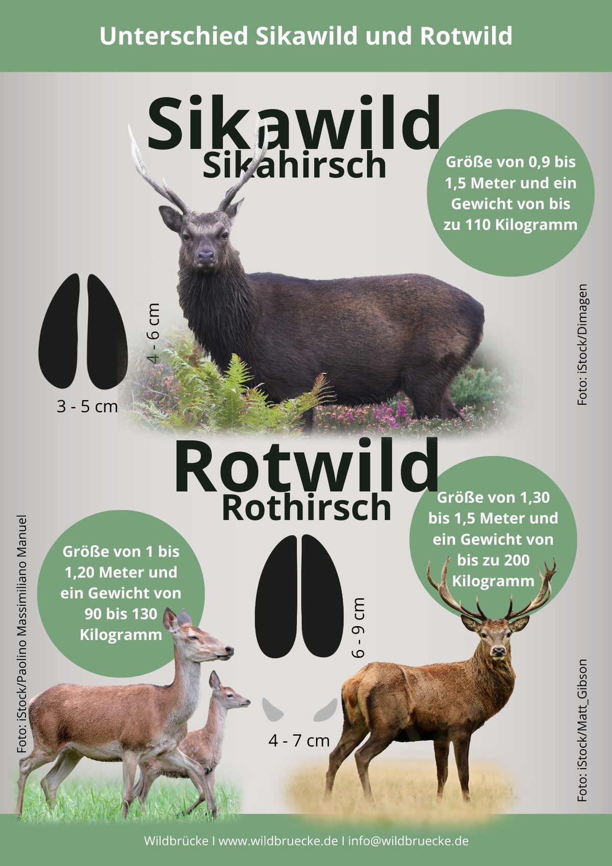 Unterschied Sikawild und Rotwild - Wildtiere in Europa