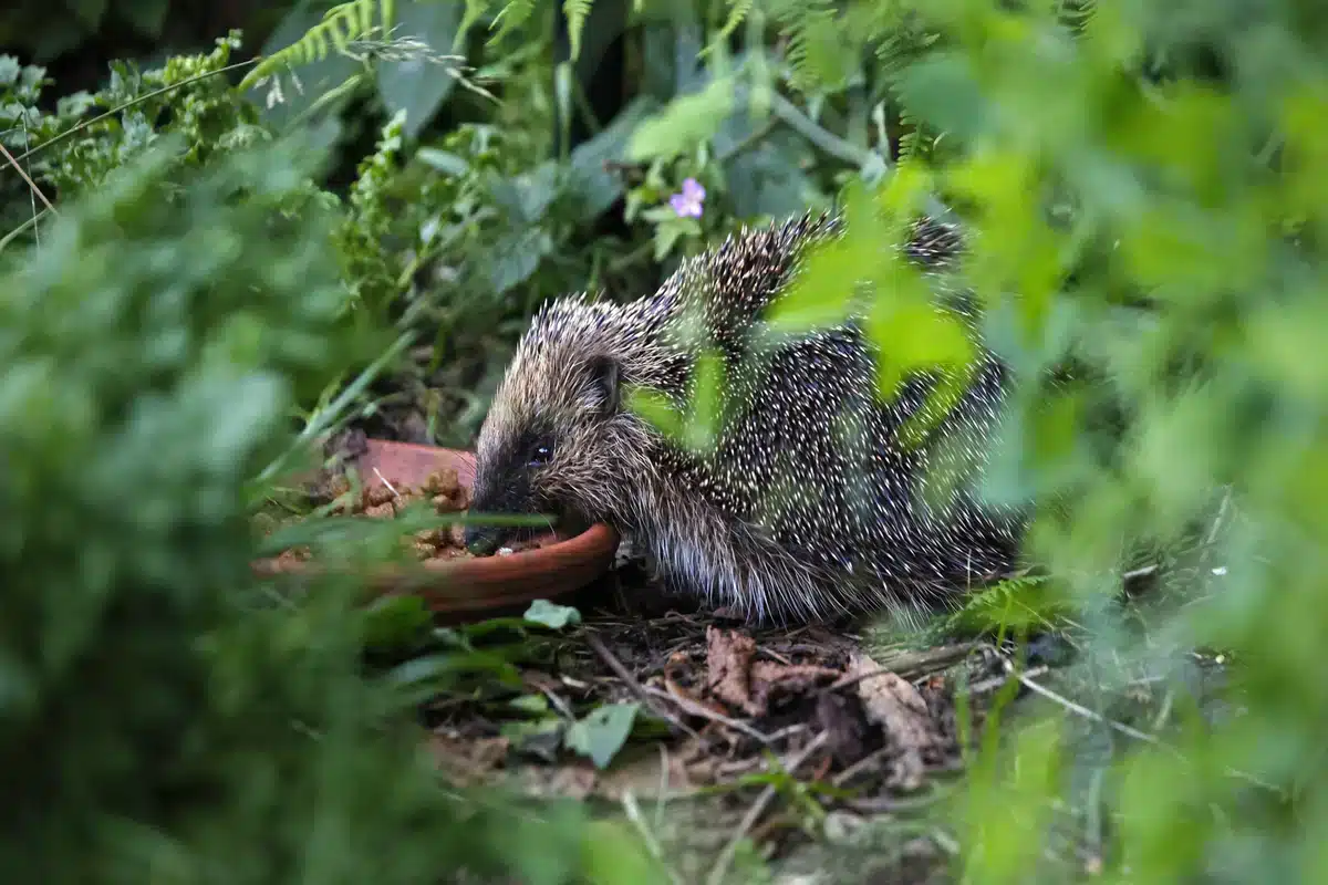 Wann aufhören Igel zu füttern - Wildtiere in Europa Wann aufhören Igel zu füttern - Wildtiere in Europa