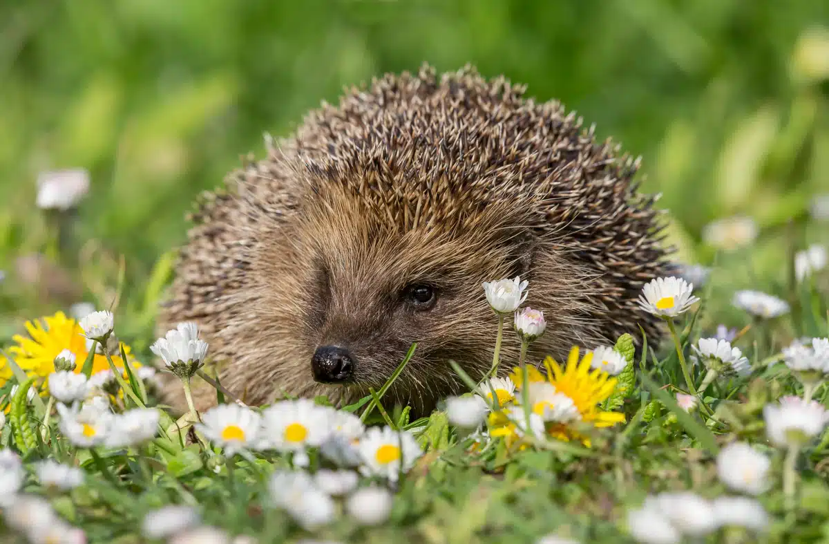 Wann der Igel in den Winterschlaf geht - Wildtiere in Europa
