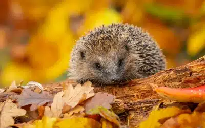 Wann geht der Igel in den Winterschlaf? Alles über den Beginn der Ruhezeit