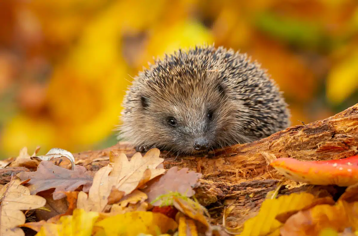 Wann geht der Igel in den Winterschlaf - Wildtiere in Europa