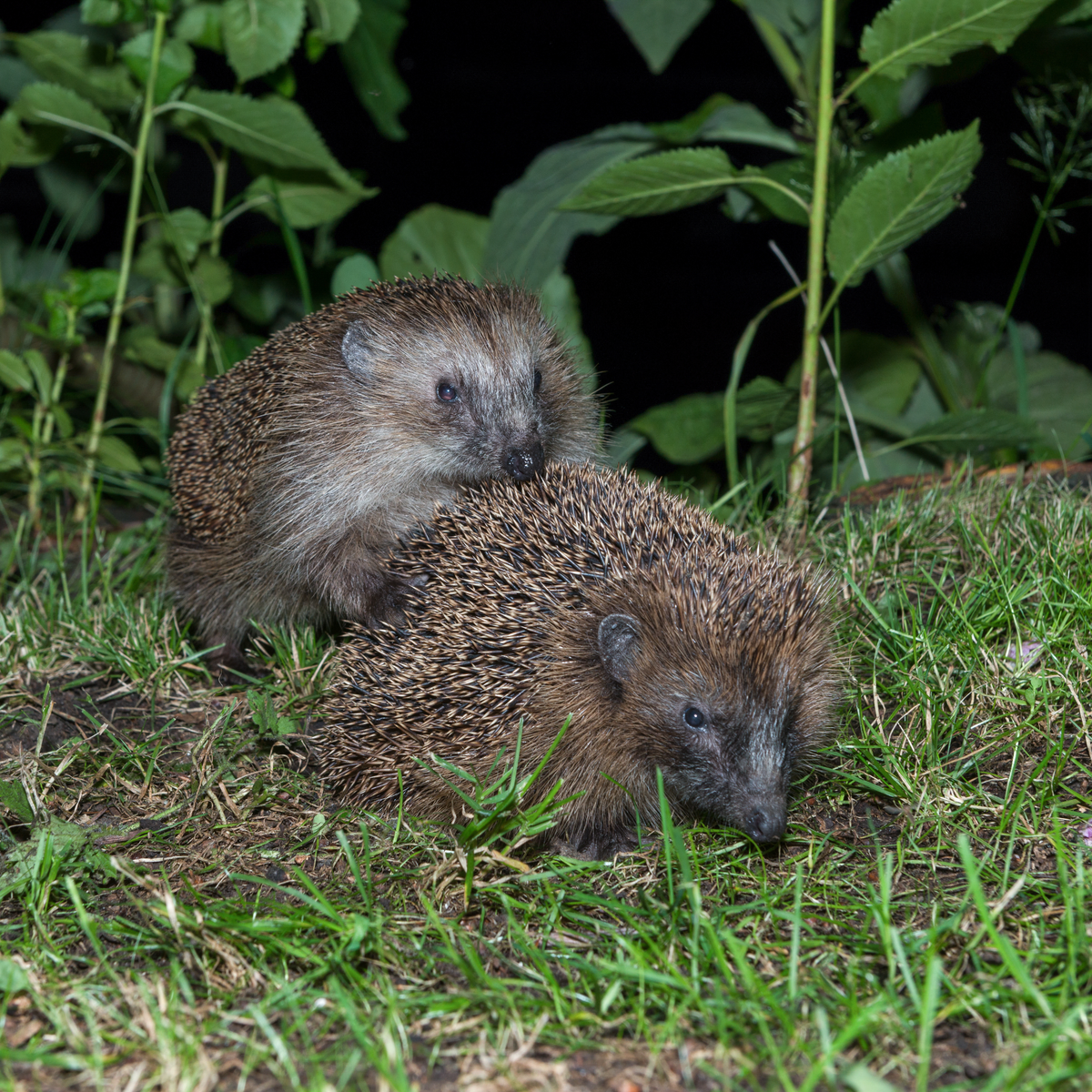 Wann ist die Igel Paarungszeit - Wildtiere in Europa