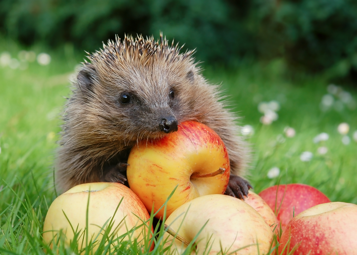 Was Igel fressen Obst - Wildtiere in Europa