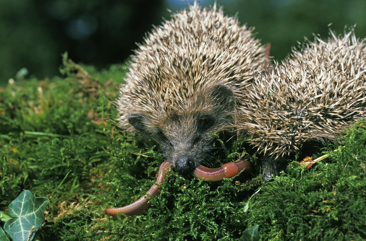 Was Igel fressen Regenwürmer - Wildtiere in Europa