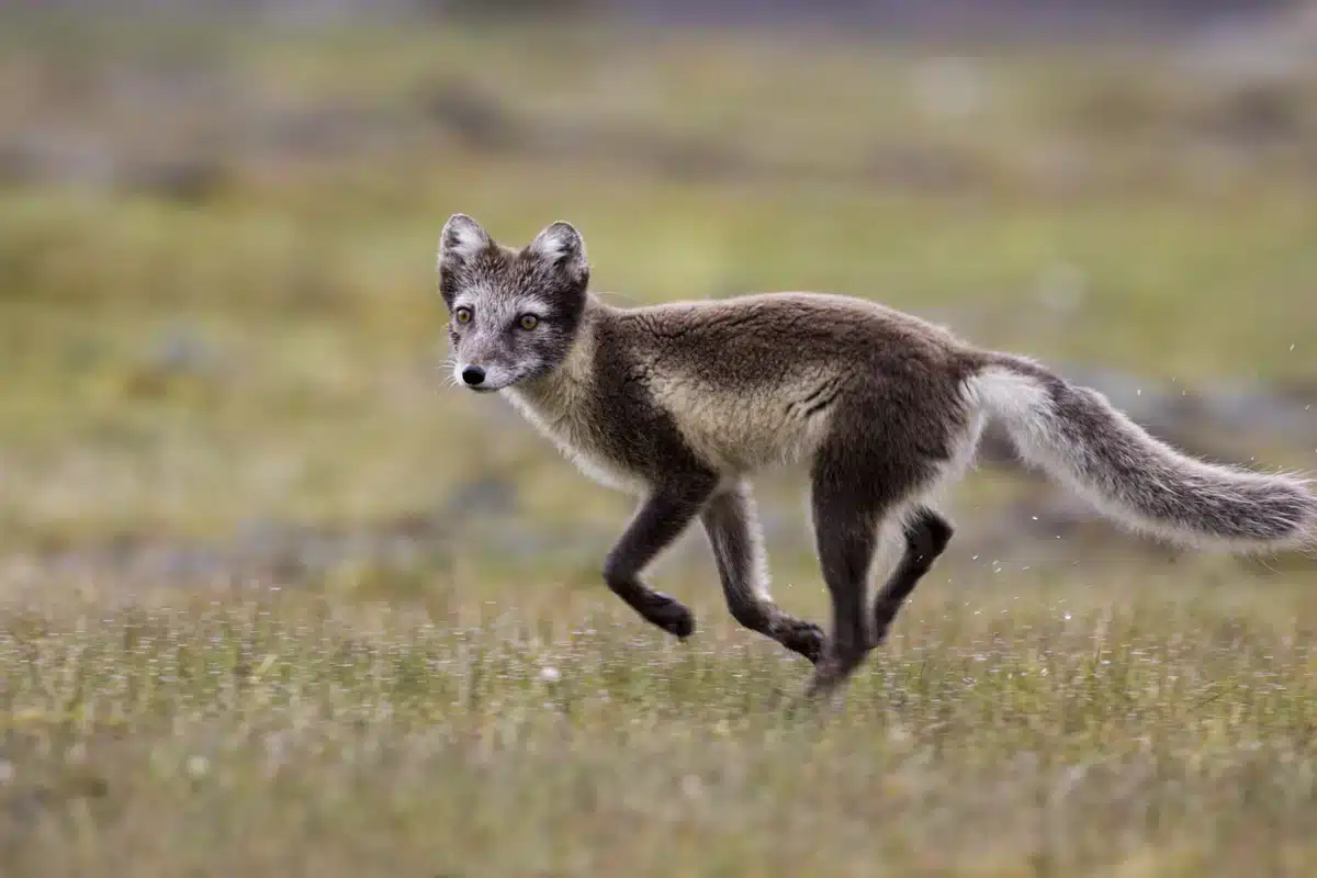 Was frisst der Polarfuchs - Wildtiere in Europa
