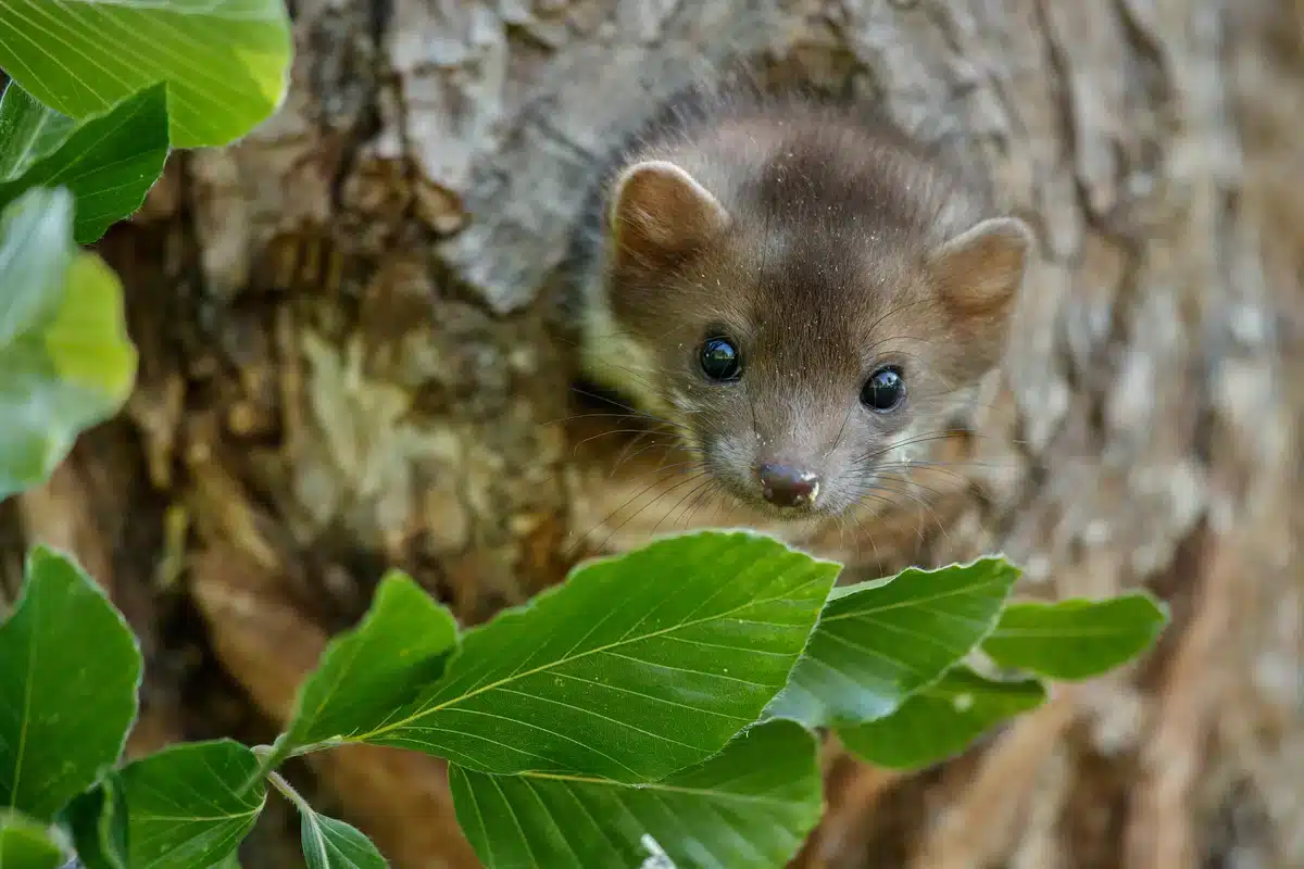 Was frisst ein Steinmarder - Wildtiere in Europa
