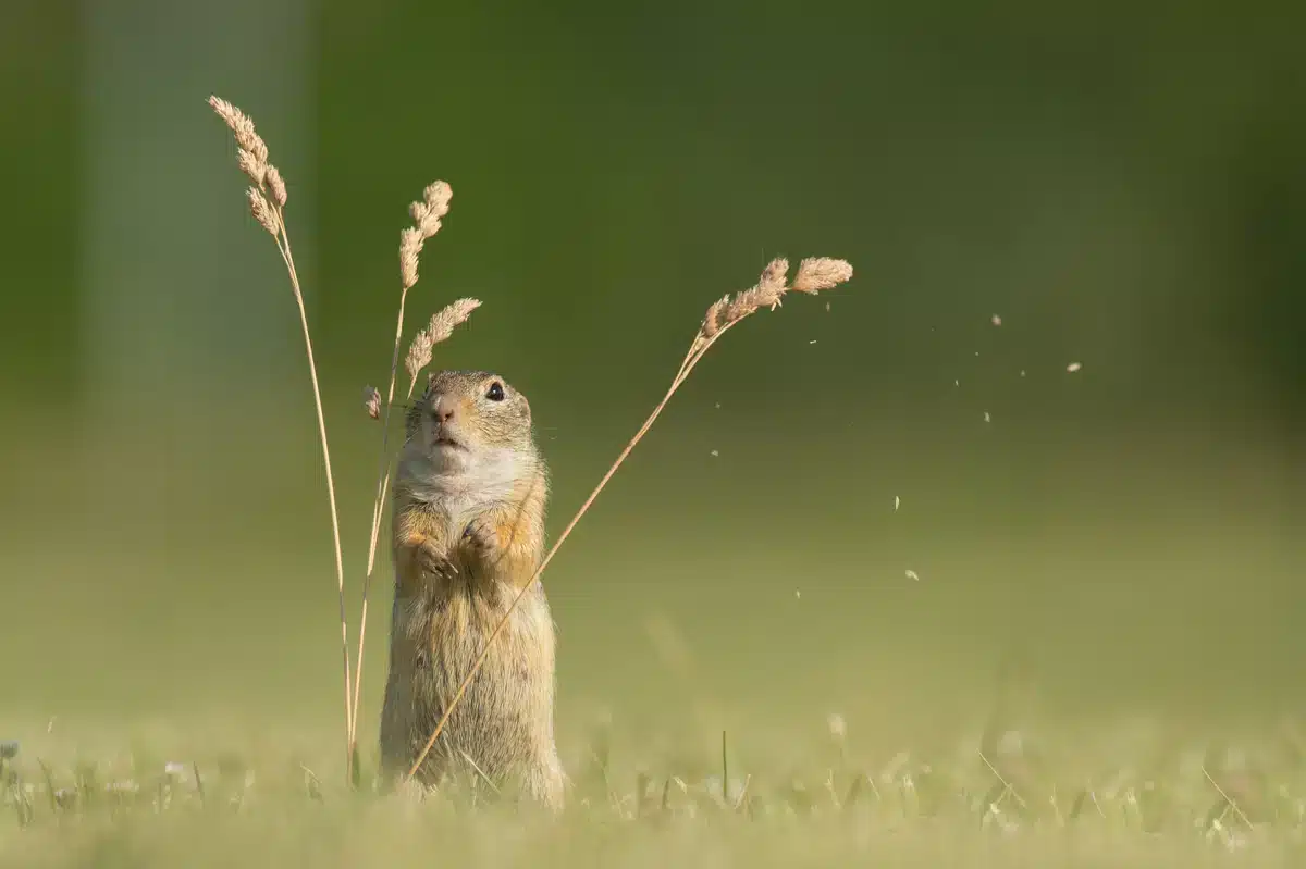 Was ist ein Ziesel - Wildtiere in Europa