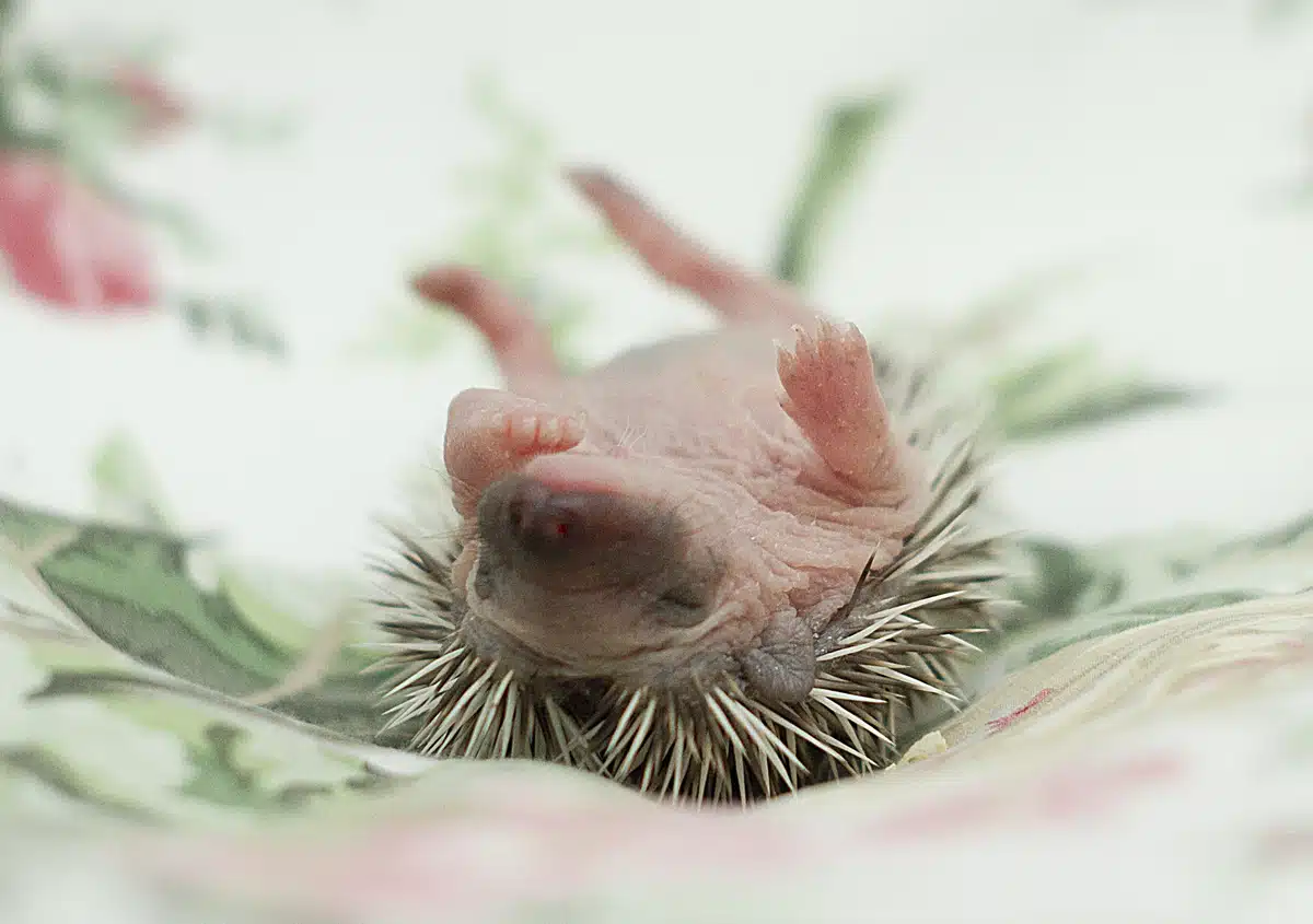 Was tun wenn man einen Igel findet - Wildtiere in Europa