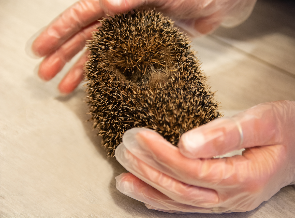 Was wenn ein Igel hustet - Wildtiere in Europa