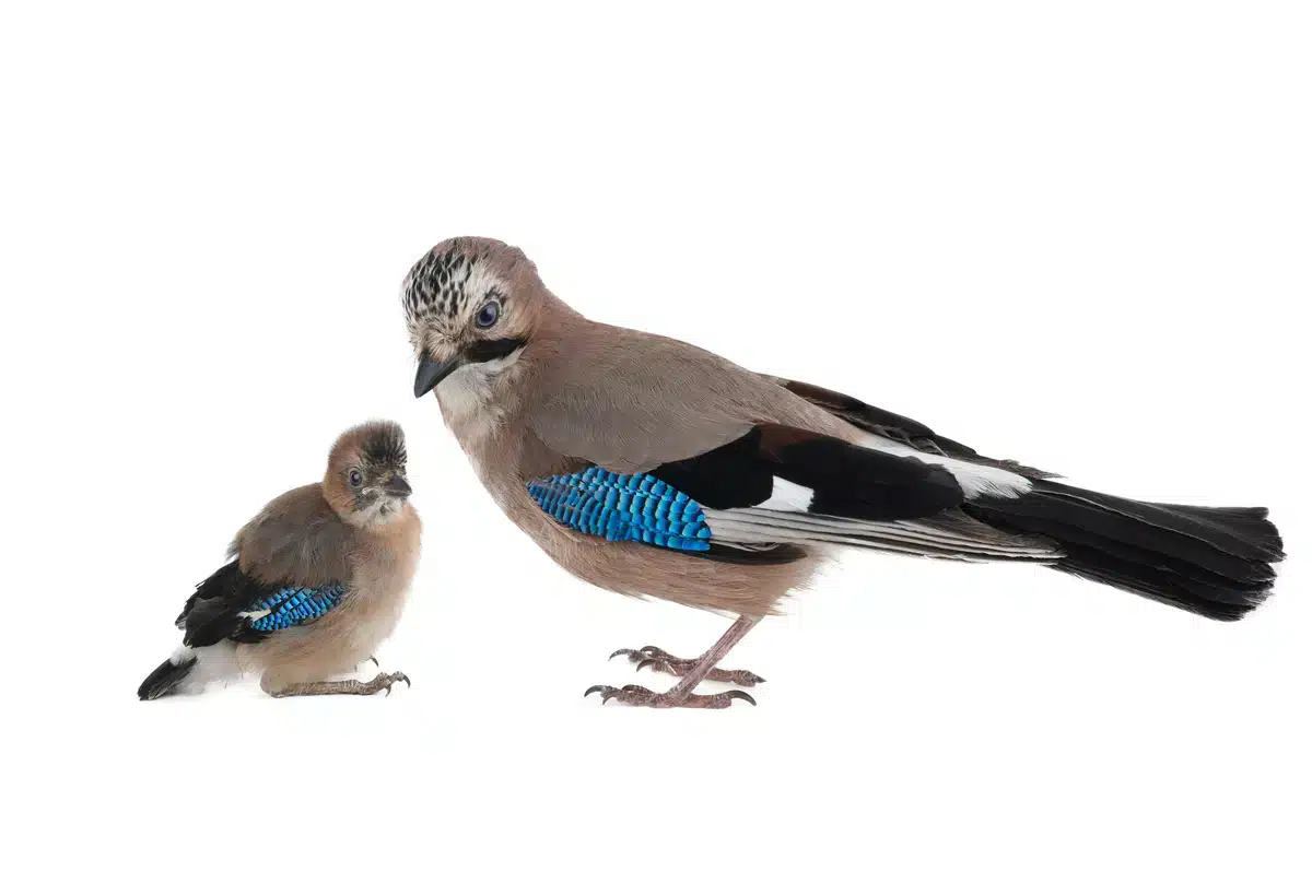 Weibchen mit Jungvogel Eichelhäher - Wildtiere in Europa