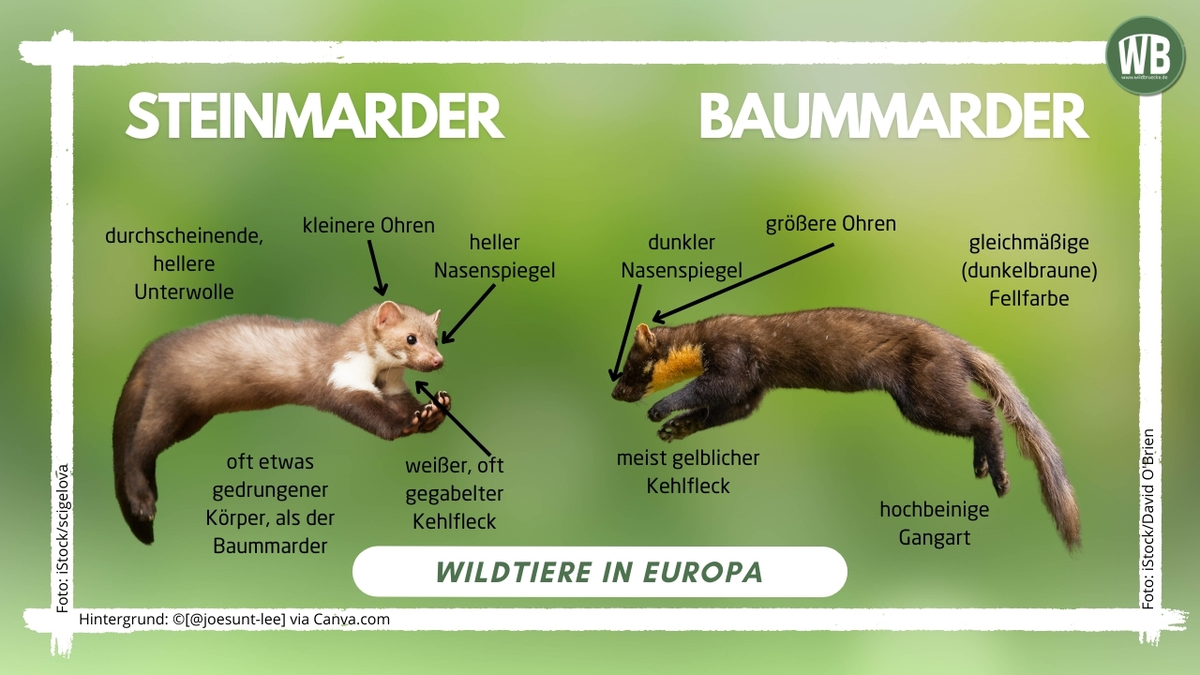 Wichtige Unterschiede Steinmarder und Baummarder - Wildtiere in Europa