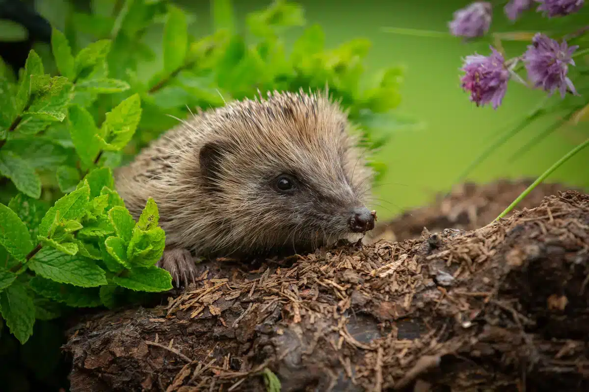 Wie alt Igel werden - Wildtiere in Europa