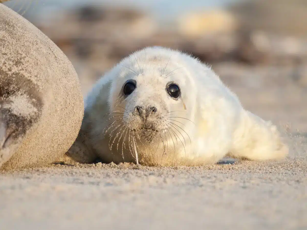 Wie große wird eine Kegelrobbe - Wildtiere in Europa