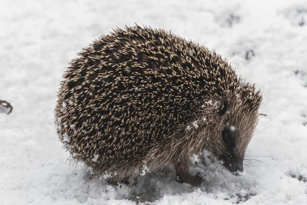 Wie kann man Igel überwintern - Wildtiere in Europa