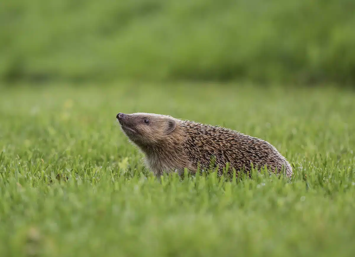 Wie lange Igel im Garten bleiben - Wildtiere in Europa
