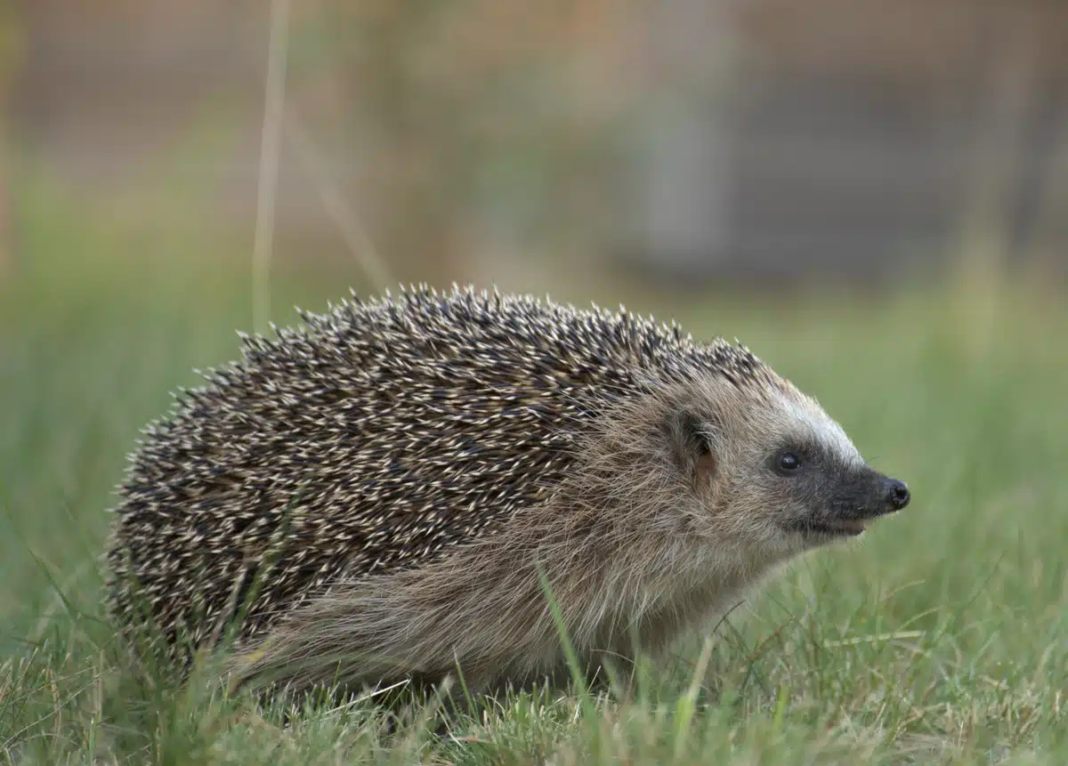 Wie lange bleiben Igel im Garten - Wildtiere in Europa