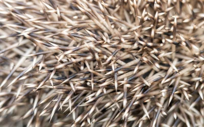 Wie viele Stacheln hat ein Igel? Faszinierende Fakten zur stacheligen Schutzrüstung
