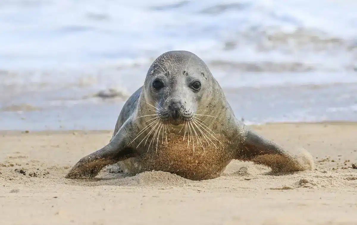 Wieviel wiegt eine Kegelrobbe - Wildtiere in Europa