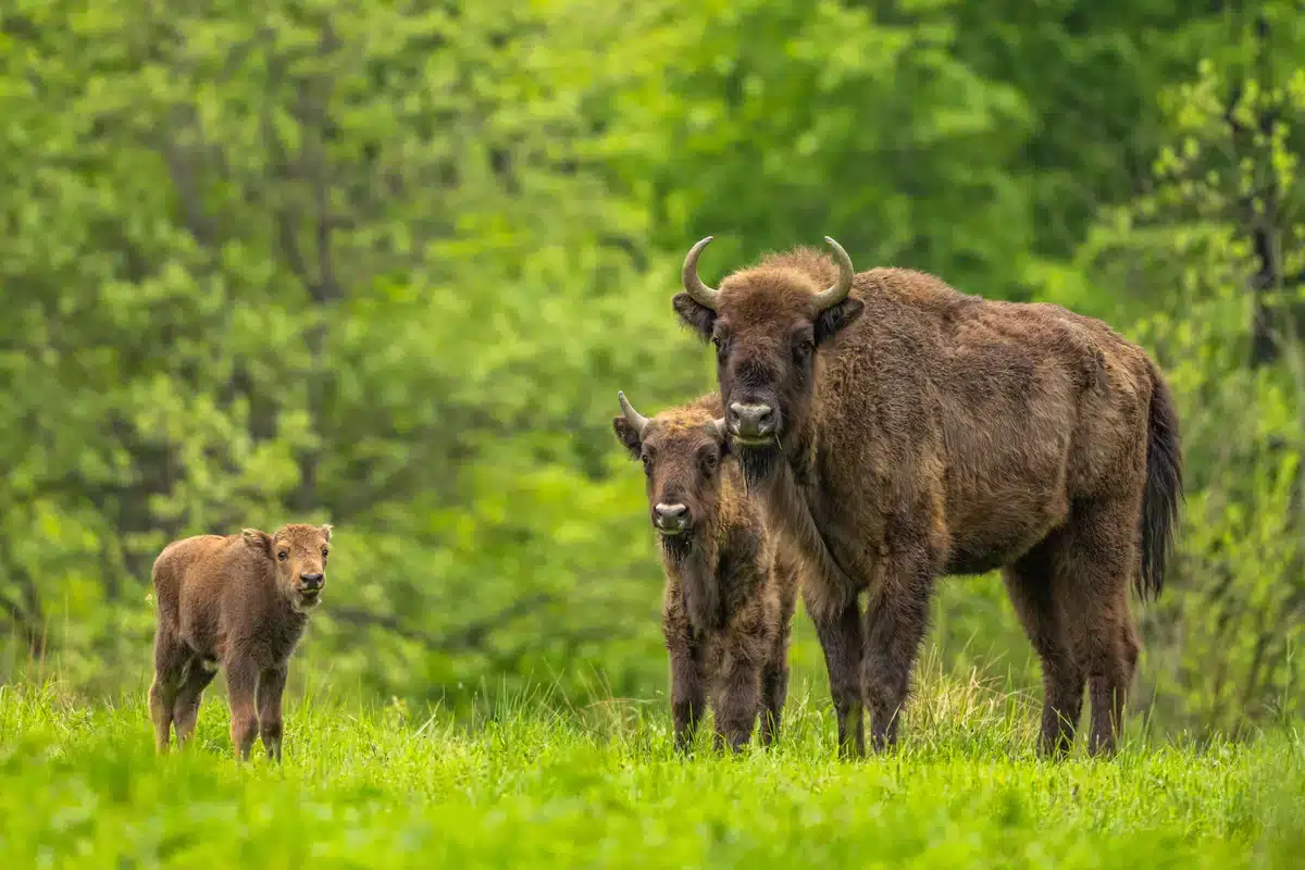 Wisent Deutschland - Wildtiere in Europa Wisent Deutschland - Wildtiere in Europa