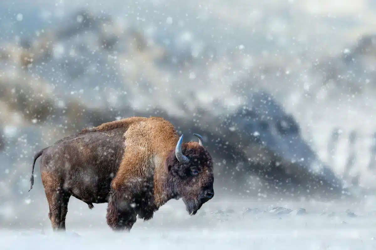 Wisent Polen - Wildtiere in Europa
