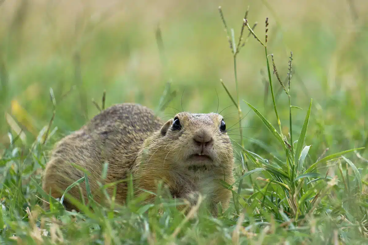 Ziesel als Haustier - Wildtiere in Europa