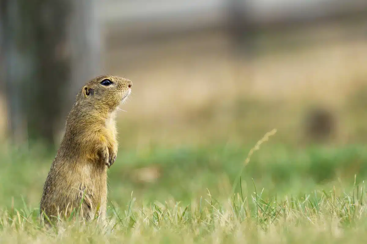 Ziesel im Garten -Wildtiere in Europa Ziesel im Garten -Wildtiere in Europa